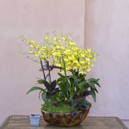 Yellow orchid arrangement in a low wooden bowl on a table