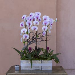 White orchids arranged in a silver rectangular planter with branches
