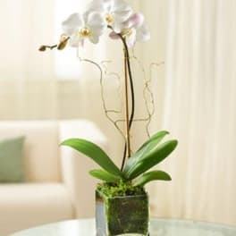 White orchid plant in a square glass vase with moss