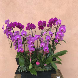 Purple orchid arrangement in a black rectangular planter