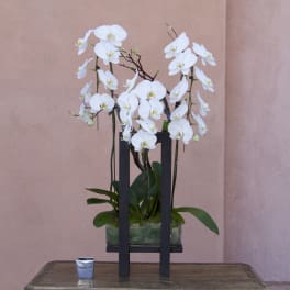 White orchid arrangement in a rectangular glass container on a black stand