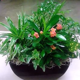 Mixed green potted plant arrangement with small pink flowers in a black bowl