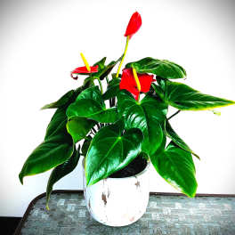 Potted anthurium plant with red blooms in a white ceramic pot