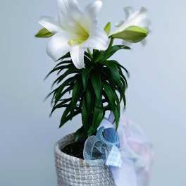 White lilies in a woven basket with a pastel ribbon