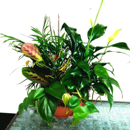 Lush mixed tropical houseplant arrangement in a terracotta pot