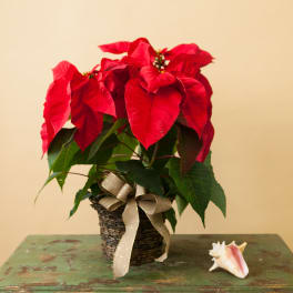 Potted red poinsettia with a ribbon bow in a woven basket