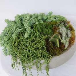 Succulent arrangement in a shallow round planter with trailing bead-like plants
