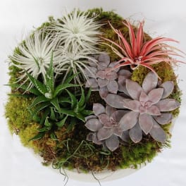 Air Plant And Succulent Dish