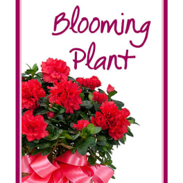 Potted blooming plant with red flowers and a pink ribbon