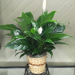Potted peace lily plant with white blooms in a woven basket