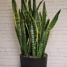 Potted Sansevieria