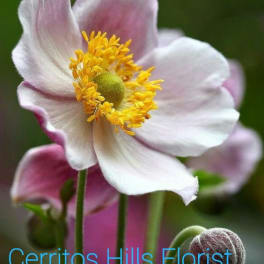 Close-up of a pale pink and white anemone flower with a yellow center