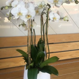White orchid plant in a white pot on a wooden table
