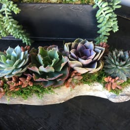 Succulent arrangement in a driftwood planter with trailing succulents above.