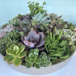 Round planter filled with assorted succulents in a shallow bowl
