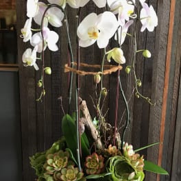 White orchids in a black planter with succulents at the base