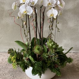 White orchids and succulents arranged in a white bowl planter