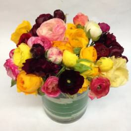 Mixed colorful ranunculus bouquet in a glass vase