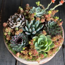 Round succulent arrangement in a shallow pot with pink and green rosettes