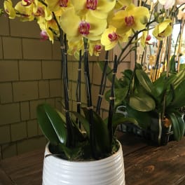 Yellow orchid plant in a white ceramic pot
