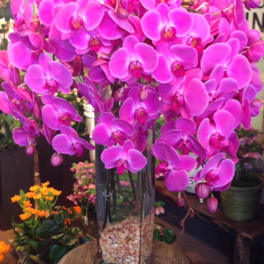 Tall vase of bright pink orchids on a stool