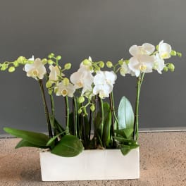 White orchids arranged in a rectangular white planter