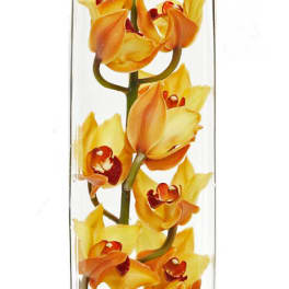 Modern Orchids (Pree Order)