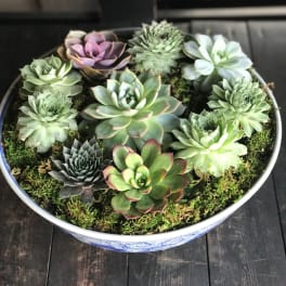 Bowl of assorted succulents arranged in moss