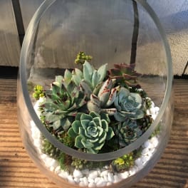 Succulent arrangement in a clear glass terrarium with white stones