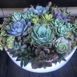 A shallow white bowl filled with assorted succulents in blue, green, and purple tones.