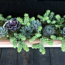 Rectangular succulent planter with rosette succulents and trailing green sedum
