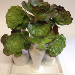 Arrangement of green succulents in white vases on a tray