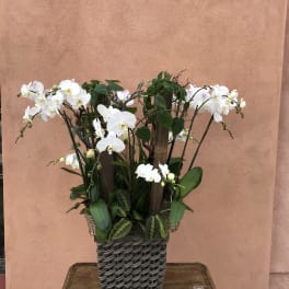 White orchids arranged in a woven basket planter