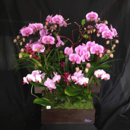 Pink orchid arrangement in a wooden planter box