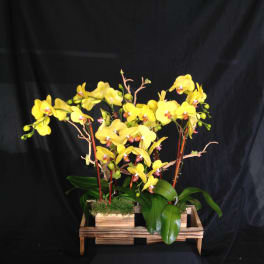 Yellow orchids arranged in a wooden crate planter