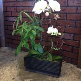 White orchids in a black rectangular planter with green foliage