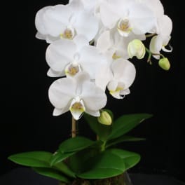White orchid plant in a square glass vase