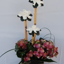 Orchid arrangement in a black box with tall bamboo stems and white blooms