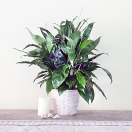 Potted peace lily in a white woven basket with a candle and seashells