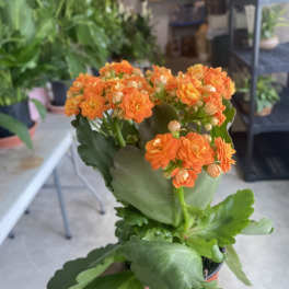 Potted succulent with clusters of orange flowers