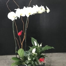 White orchids in a black planter with green foliage and red accents