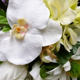 Close-up of white orchid blooms with pale green flowers