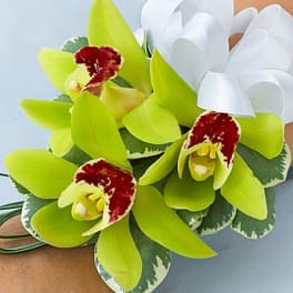 Green orchid corsage with white ribbon and variegated leaves