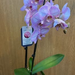 Phalaenopsis Orchid 4.5 Inch - Blush