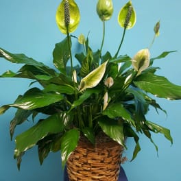 Large Peace Lily