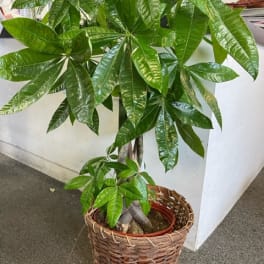 Potted money tree plant in a woven basket