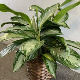 Chinese Evergreen