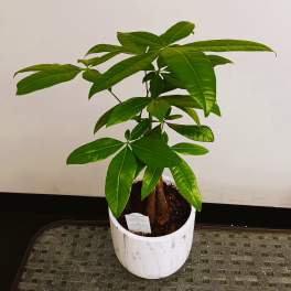 Potted green houseplant in a white ceramic planter