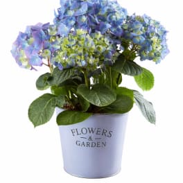Potted Blue Hydrangea