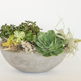 Succulent arrangement in a gray bowl planter